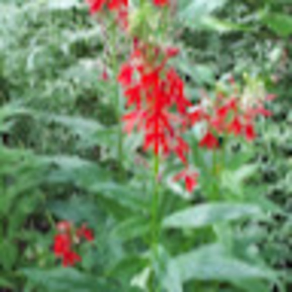 Meet your Posher, Julia - Picture 1 of 1